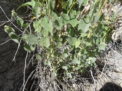 Anoda abutiloides
