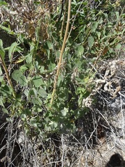 Anoda abutiloides