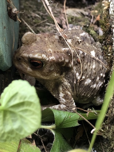 Spiny Toad