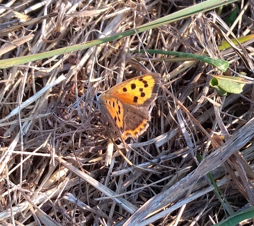 Small Copper
