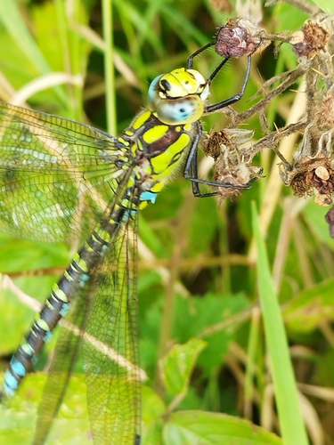 Southern Hawker
