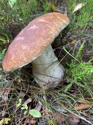 King Bolete