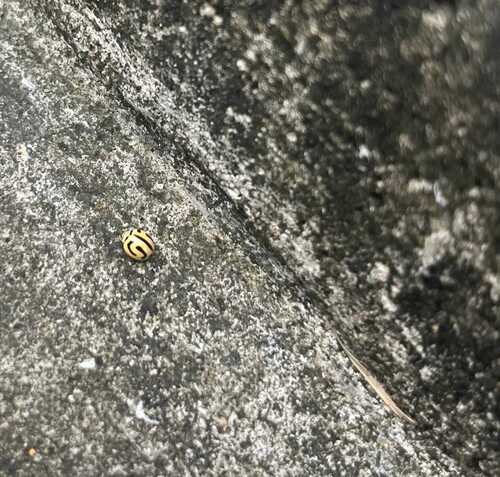 Anegleis cardoni