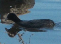 Fulica atra