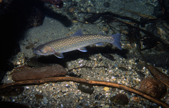 Salvelinus confluentus