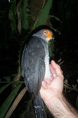 Lined Forest-Falcon photo 2