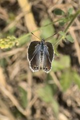 Echinargus isola
