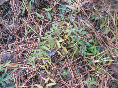 Polygala sibirica observed 2026-09-26