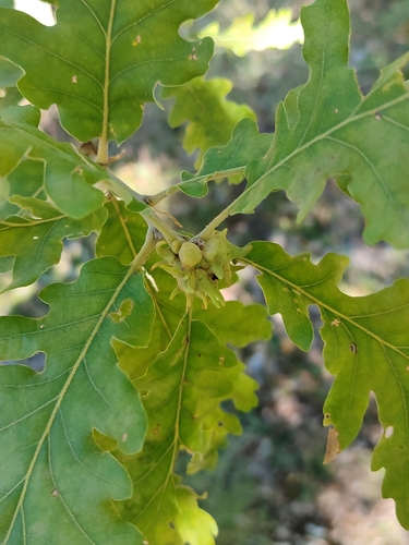 Andricus coriarius