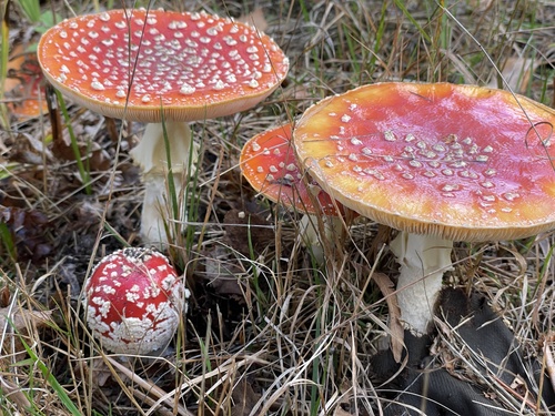 Fly Agaric