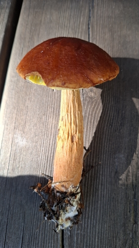 Aureoboletus projectellus