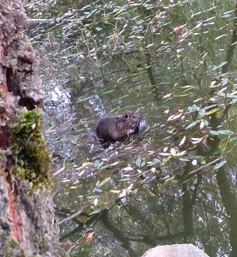 Coypu