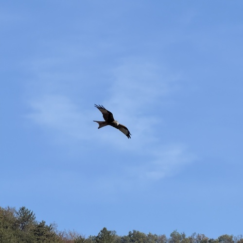 Red Kite