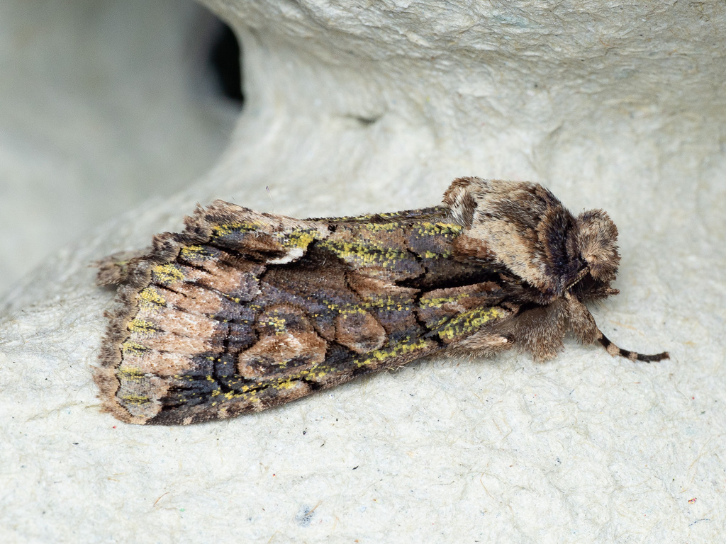 Green-brindled Crescent