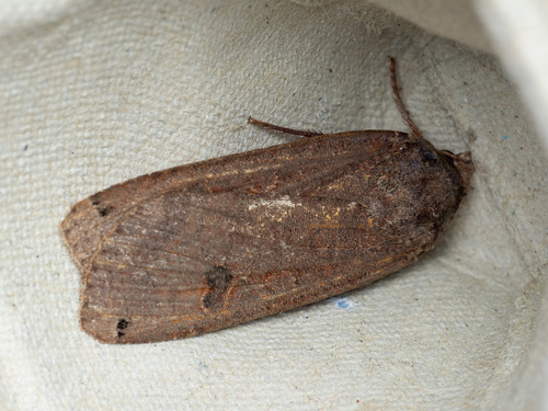 Large Yellow Underwing