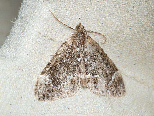 Marbled Carpet Moth