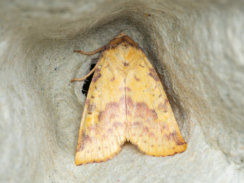 Pink-barred Sallow