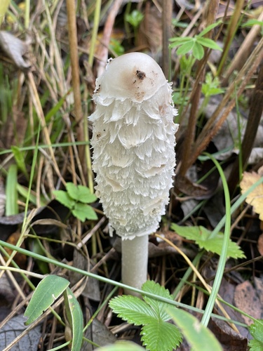 Shaggy Mane