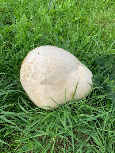 giant puffball