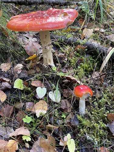 Fly Agaric