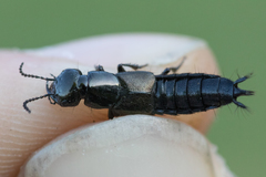 Philonthus splendens