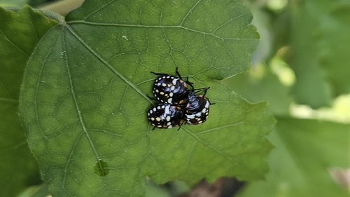 Southern Green Stink Bug