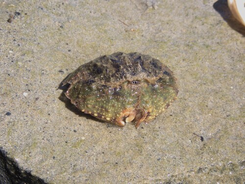 Calappa hepatica observed 2026-09-27