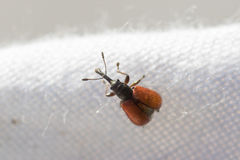 Tatianaerhynchites aequatus