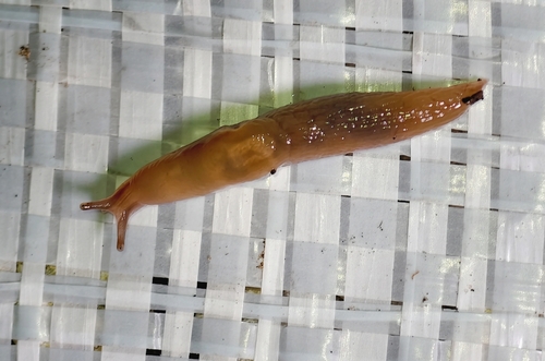 Striped Greenhouse Slug, Волгоградская обл., Россия, 403873, photo 6 of 10