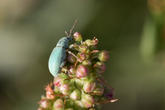 Phyllobius virideaeris