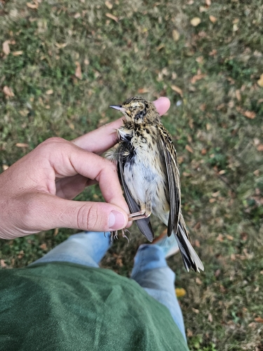 Tree Pipit