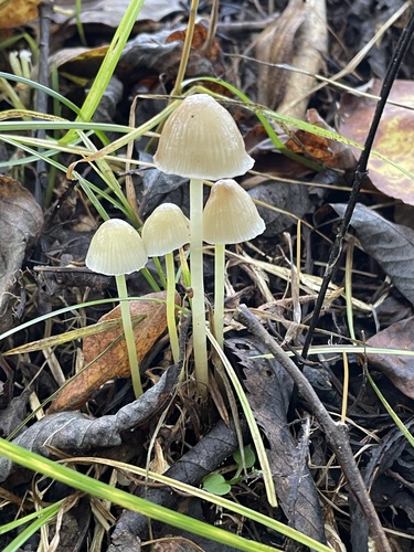 Yellowleg Bonnet