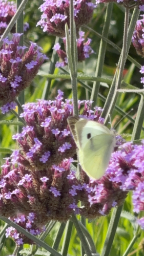Large White