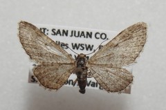 Eupithecia appendiculata