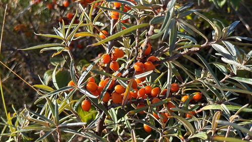 Sea-buckthorn