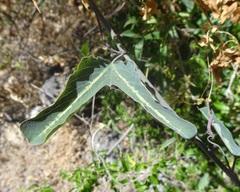 Passiflora mexicana