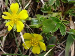 Potentilla brauniana