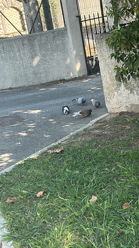 Rock Pigeon