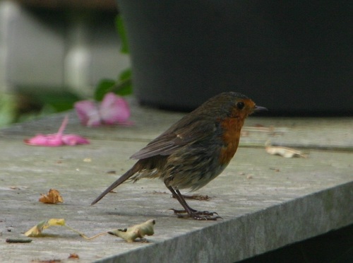 European Robin