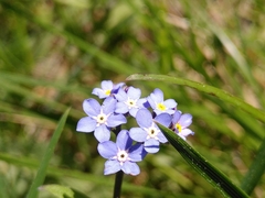 Myosotis decumbens