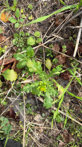 common groundsel