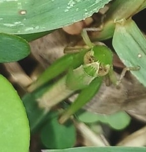 Spathosternum prasiniferum