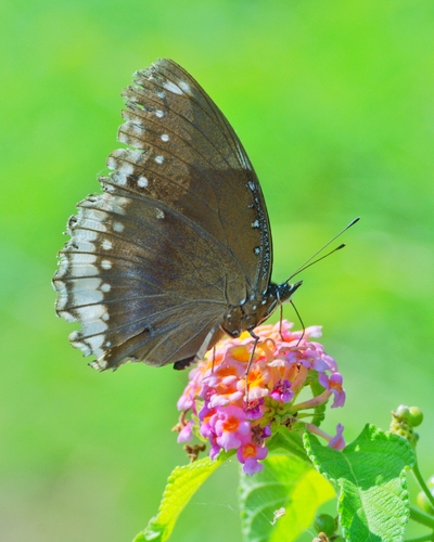 Great Eggfly