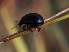 Chrysolina haemoptera