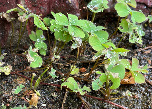 Creeping Woodsorrel
