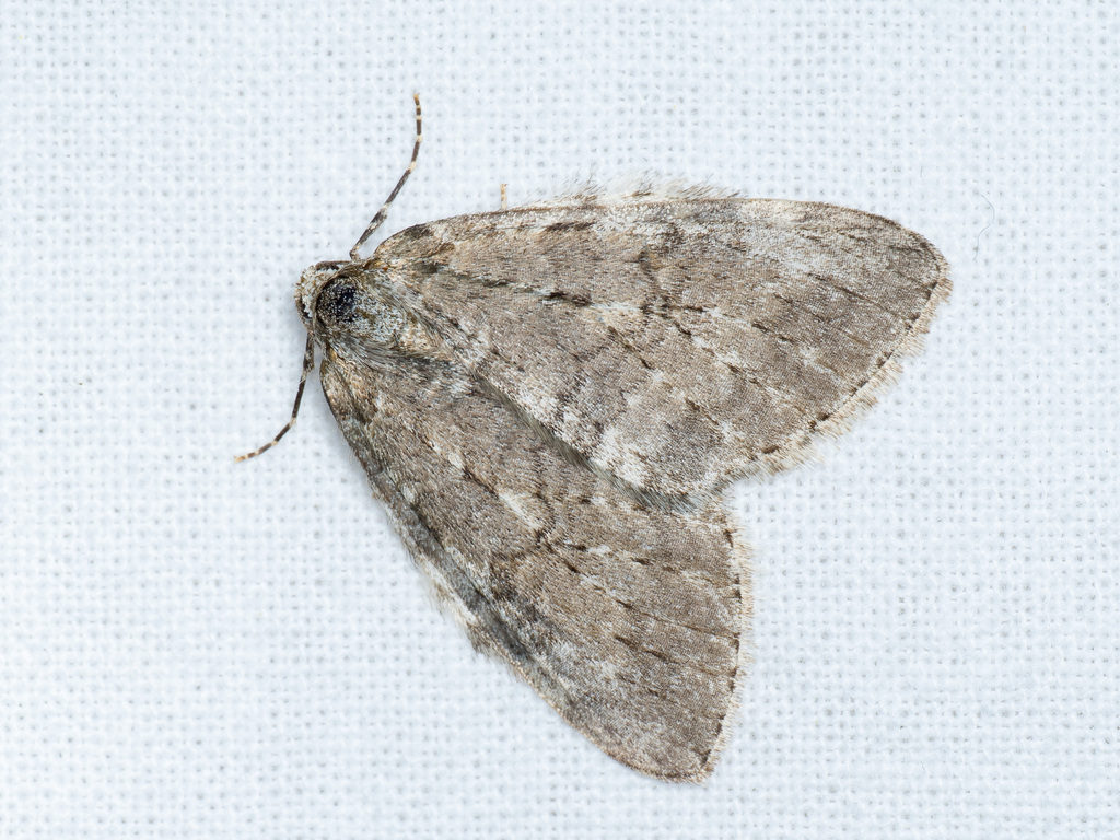 November Moth
