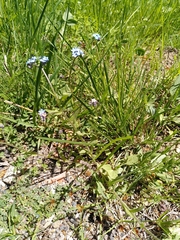Myosotis decumbens
