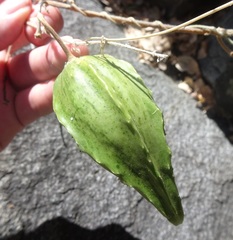 Gonolobus arizonicus