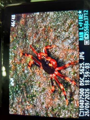 Sri Lanka Tree-climbing Crab