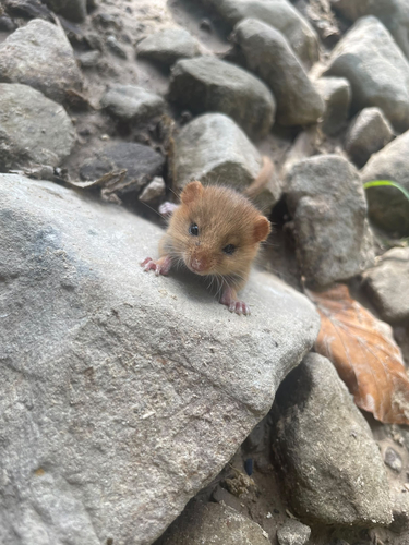 Hazel Dormouse